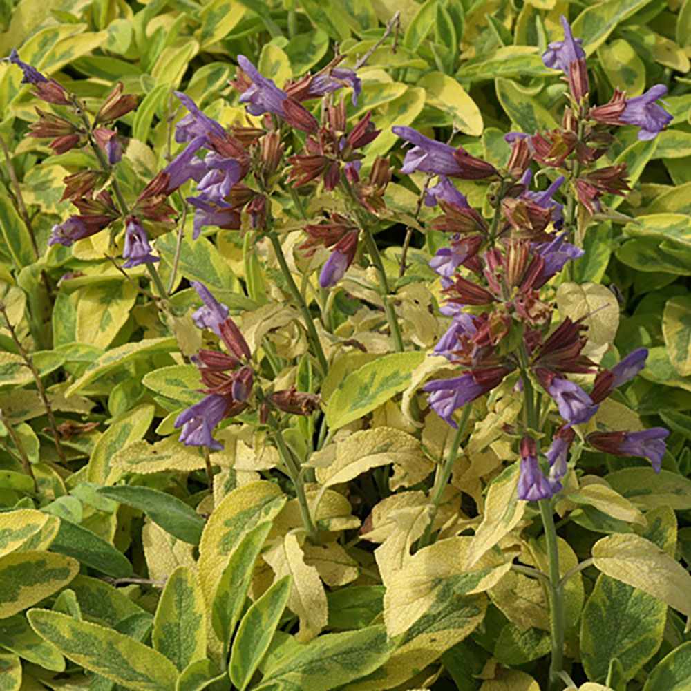 Salvie variegata Icterina, cu frunze aurii si flori mov