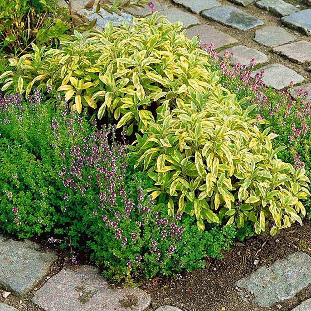 Salvie variegata Icterina, cu frunze aurii si flori mov