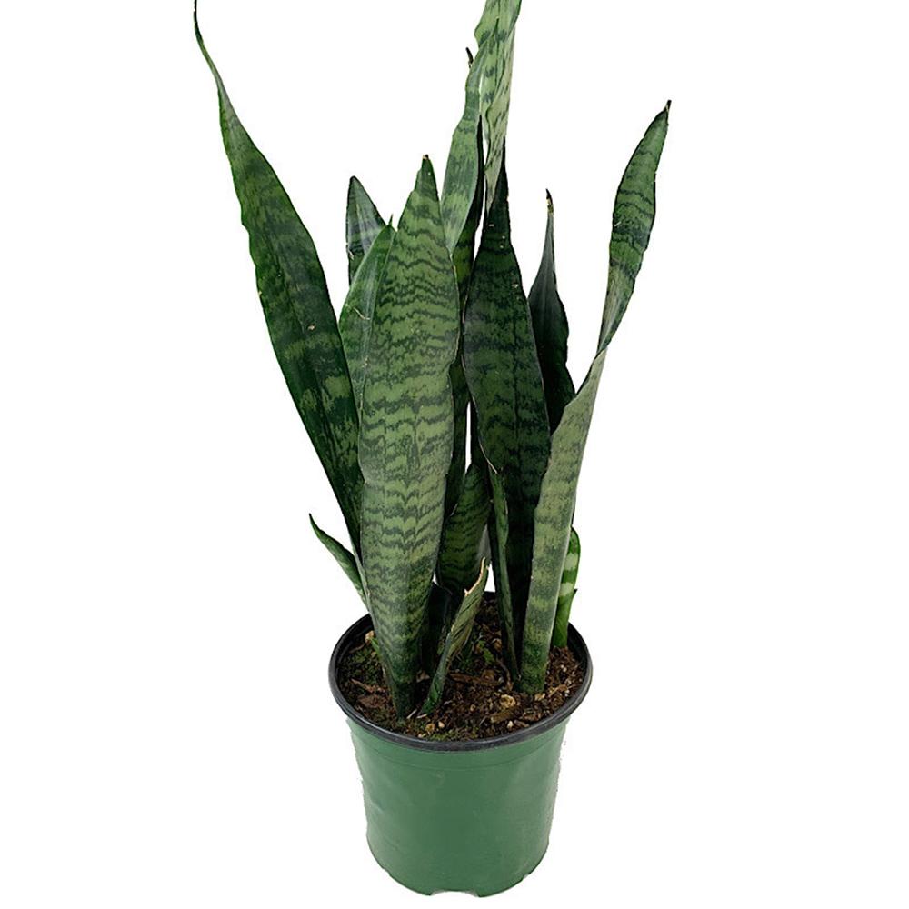 Sansevieria (Limba Soacrei) Black Coral - 30 cm