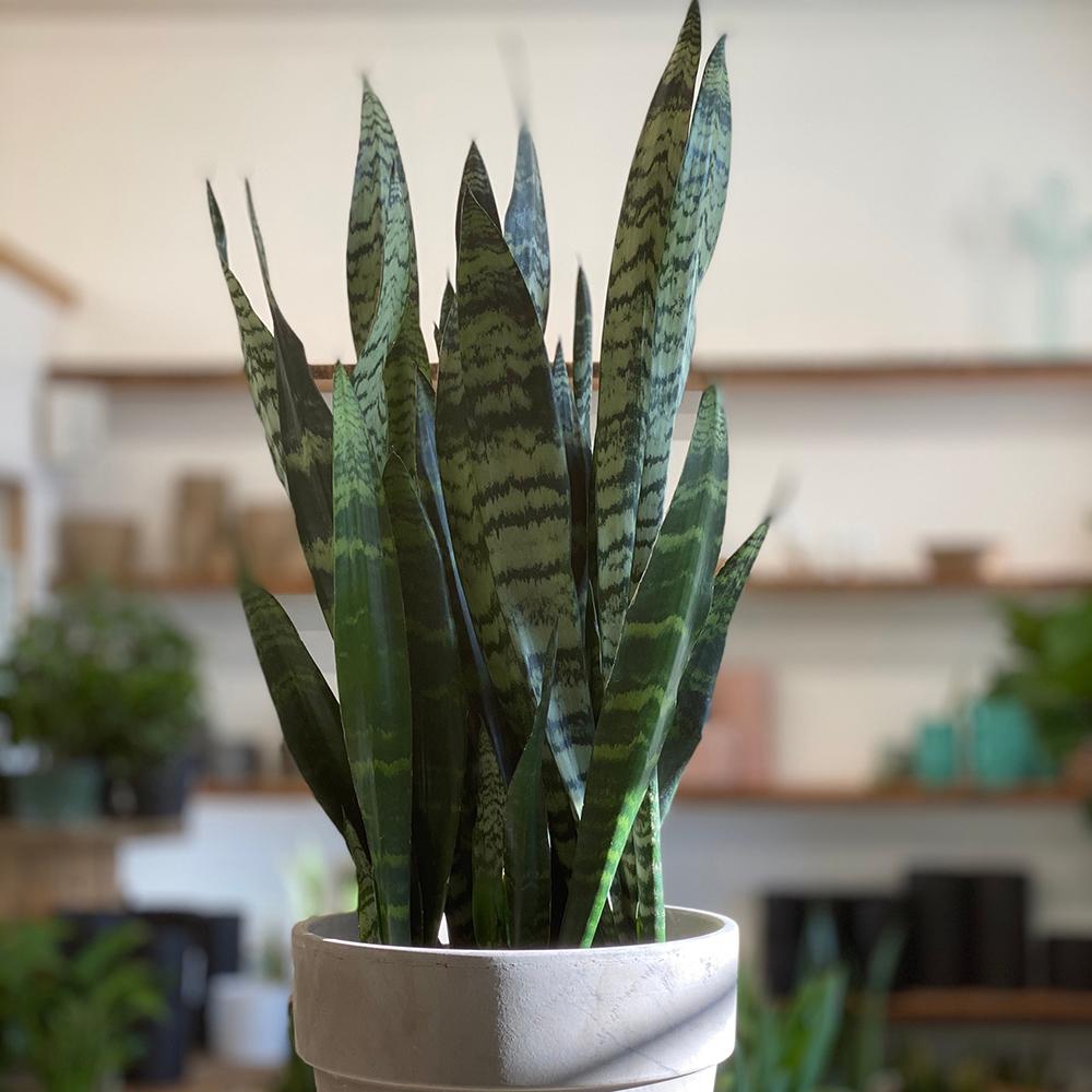 Sansevieria (Limba Soacrei) Black Coral - 30 cm