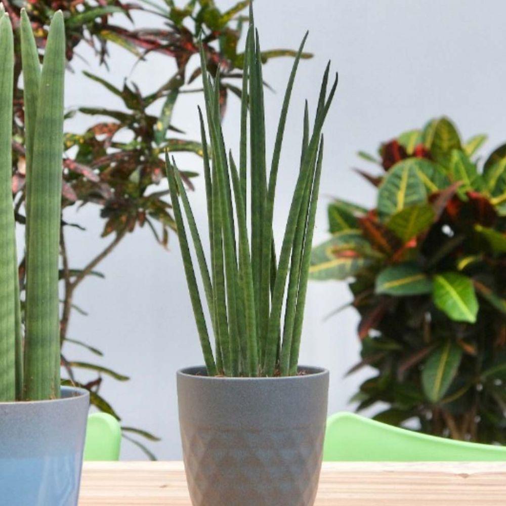 Sansevieria Cylindrica (Sulita Africana) Mikado - 35 cm
