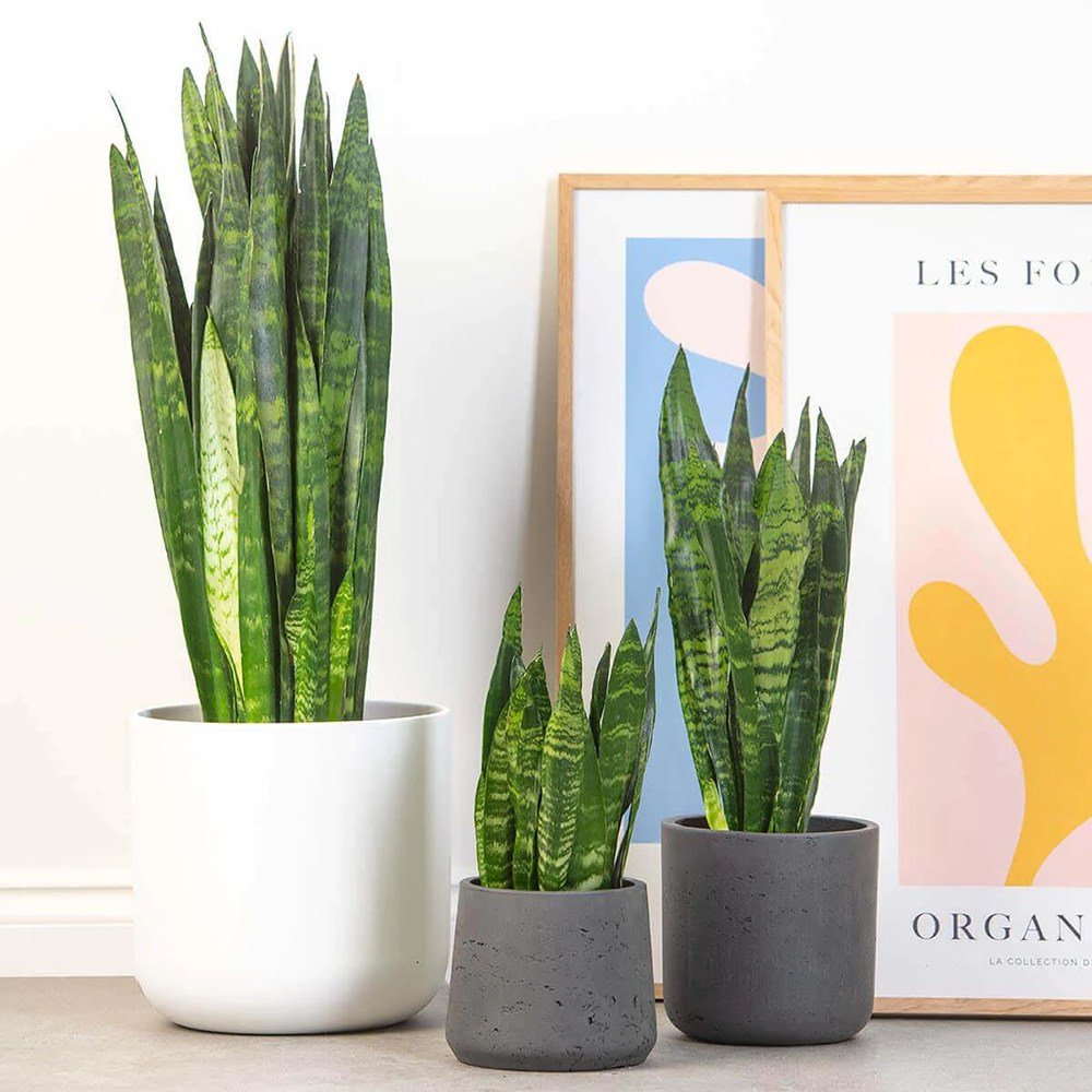 Sansevieria (Limba Soacrei) Black Coral - 30 cm