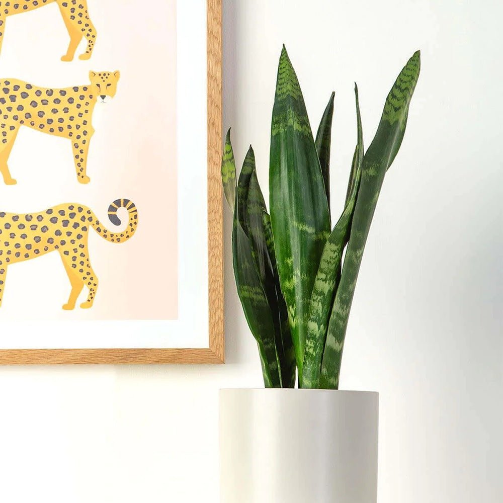 Sansevieria (Limba Soacrei) Black Coral - 65 cm