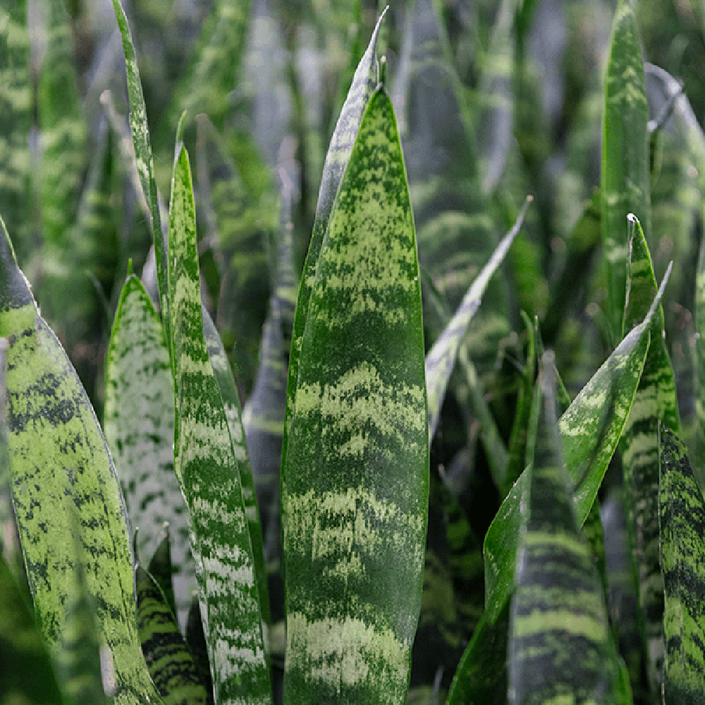 Sansevieria (Limba Soacrei) Black Coral - 65 cm