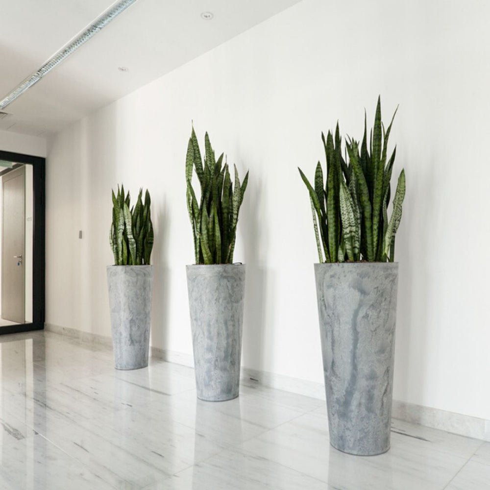 Sansevieria (Limba Soacrei) Black Coral - 75-85 cm