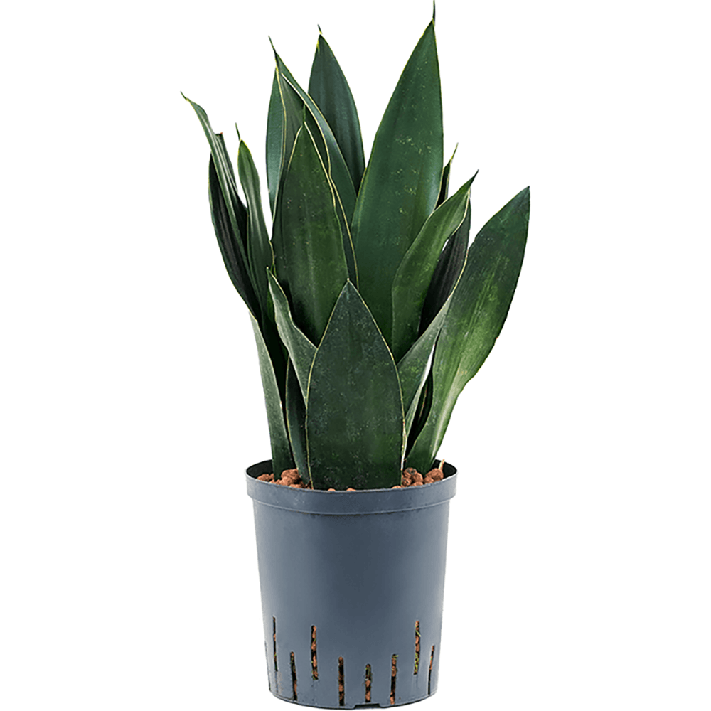 Sansevieria (Limba Soacrei) Black Diamond - 35 cm