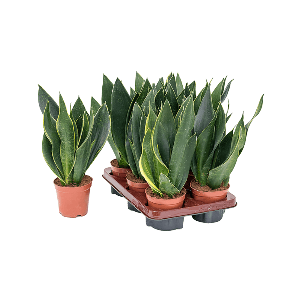 Sansevieria (Limba Soacrei) Black Diamond - 35 cm