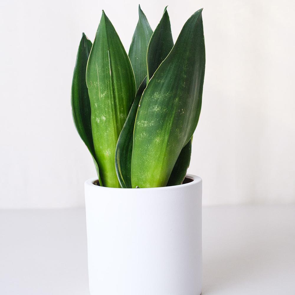 Sansevieria (Limba Soacrei) Black Diamond - 35 cm