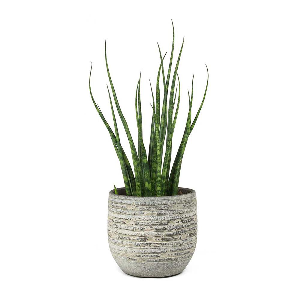 Sansevieria (Sulita Africana) Fernwood Mikado - 25 cm
