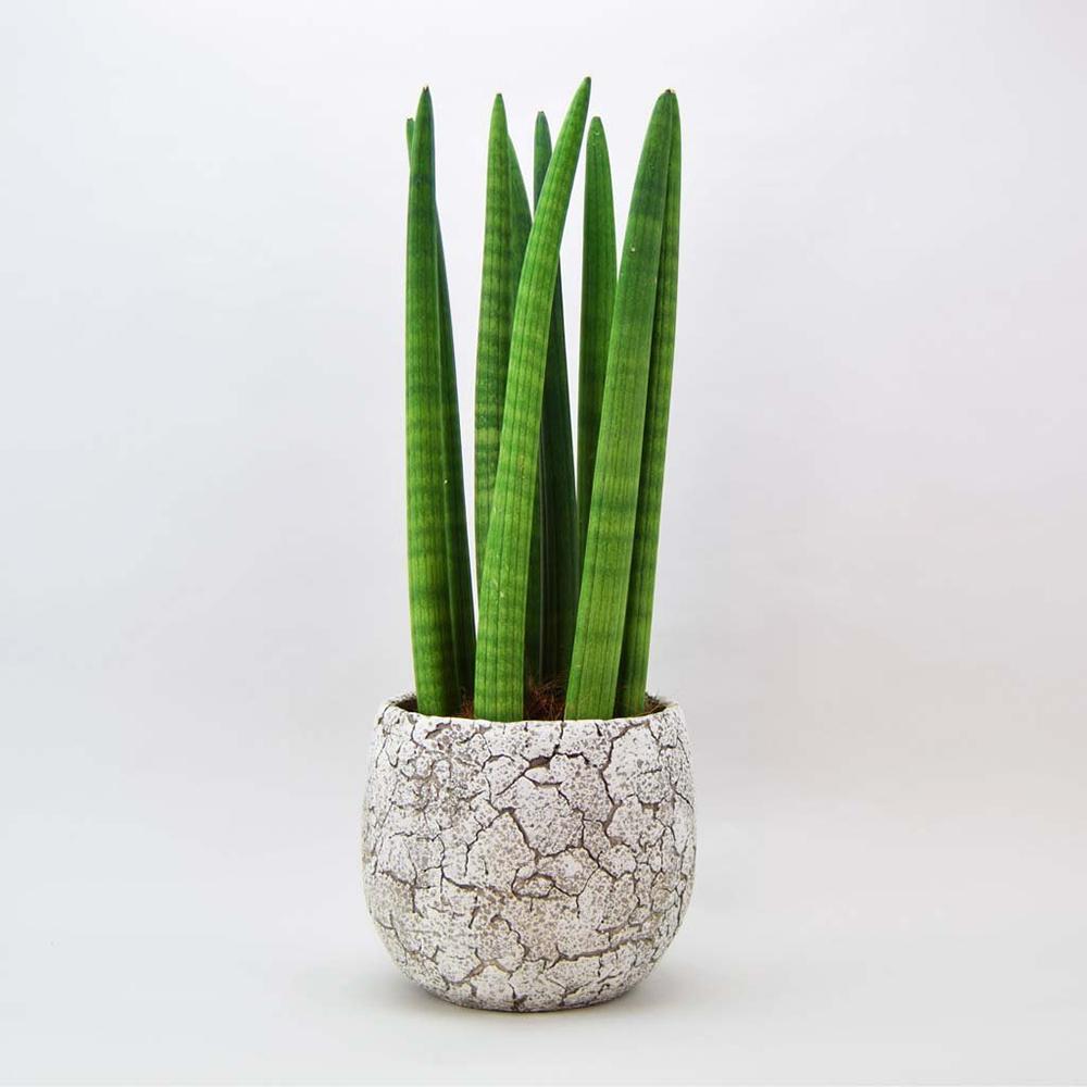 Sansevieria (Sulita Africana) Fernwood Mikado - 25 cm