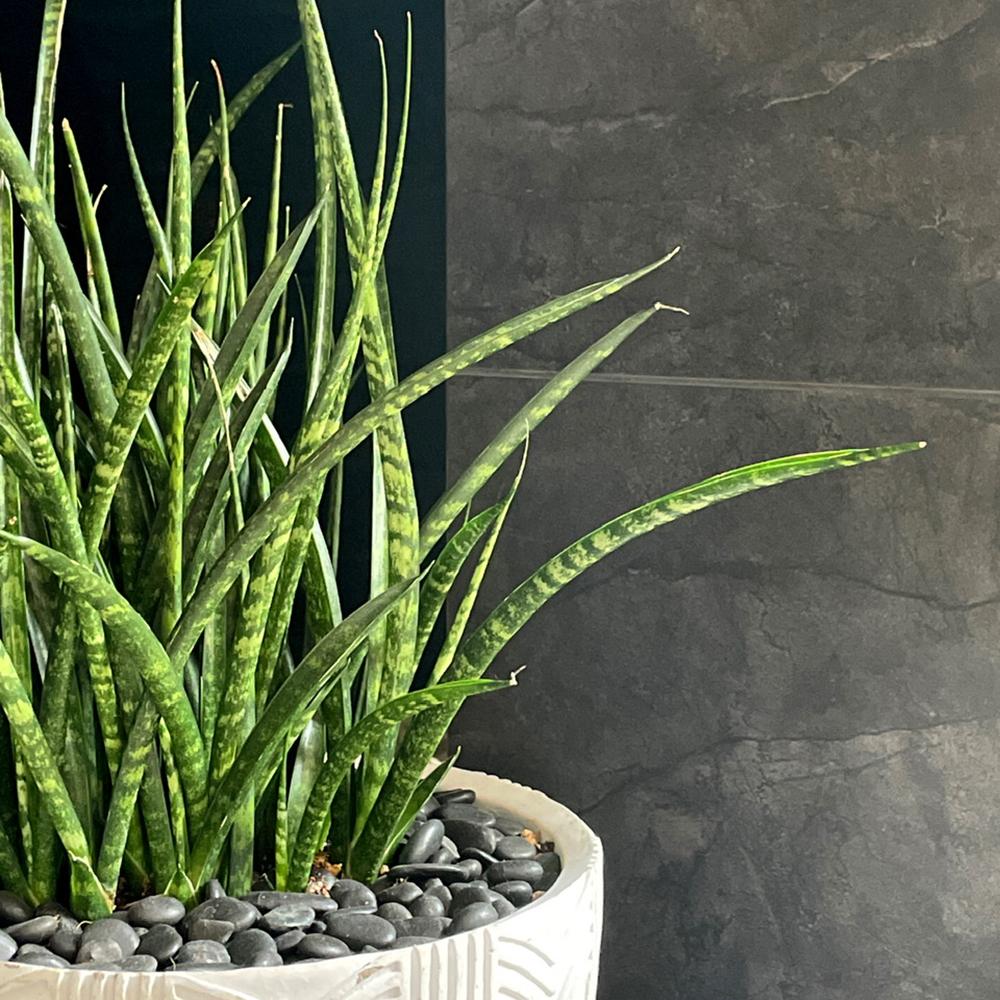 Sansevieria (Sulita Africana) Fernwood Mikado - 25 cm