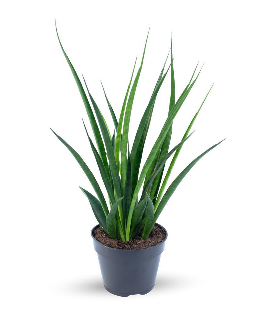 Sansevieria (Limba Soacrei) Kirkii Friends - 45 cm