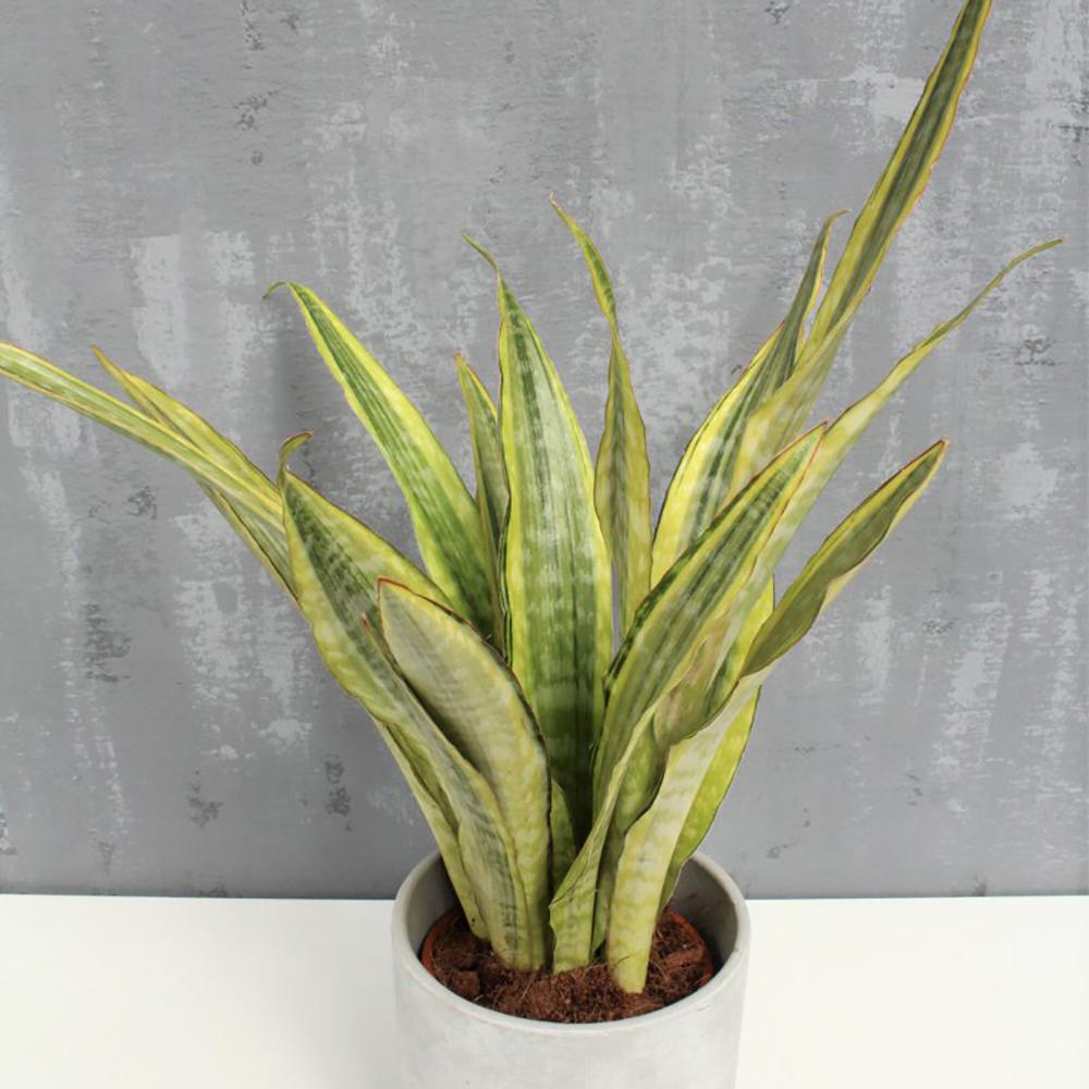 Sansevieria (Limba Soacrei) Lauren - 70 cm