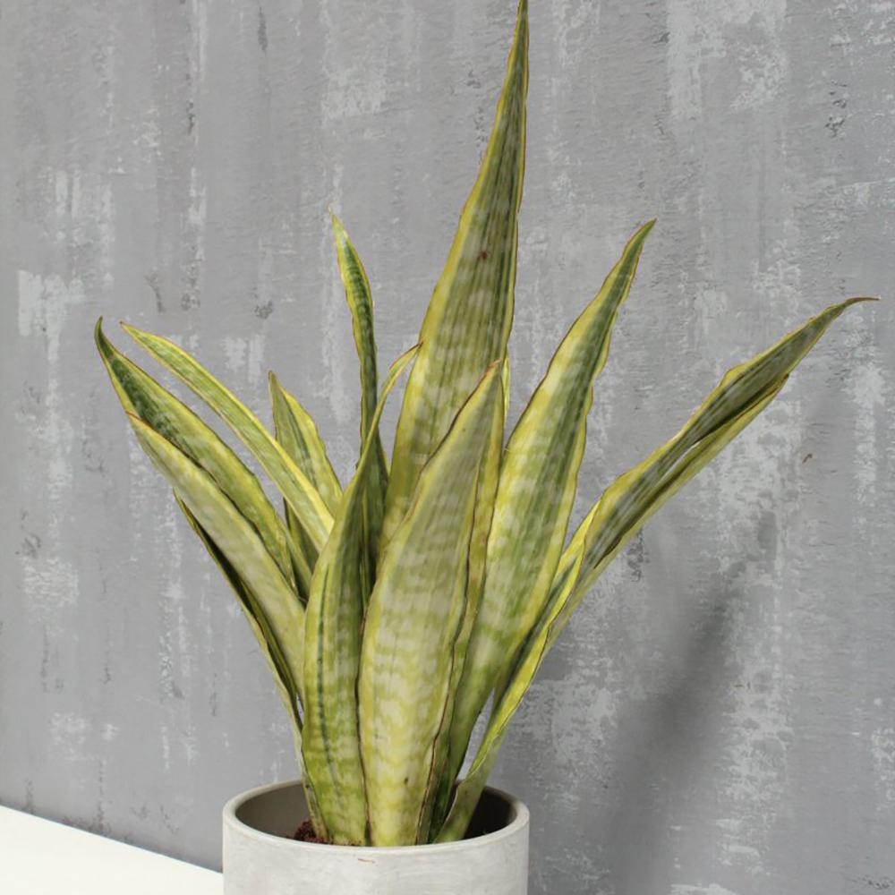 Sansevieria (Limba Soacrei) Lauren - 70 cm