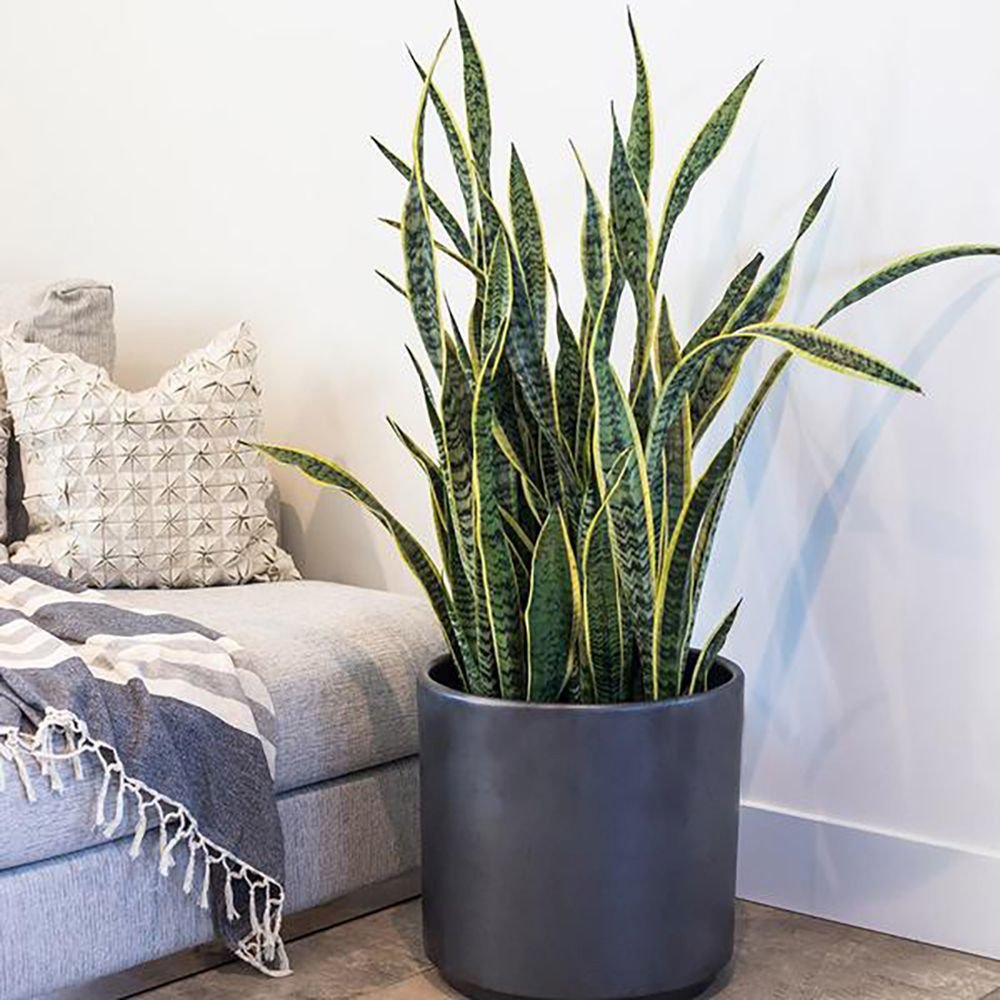 Sansevieria (Limba Soacrei) Laurentii - 100 cm