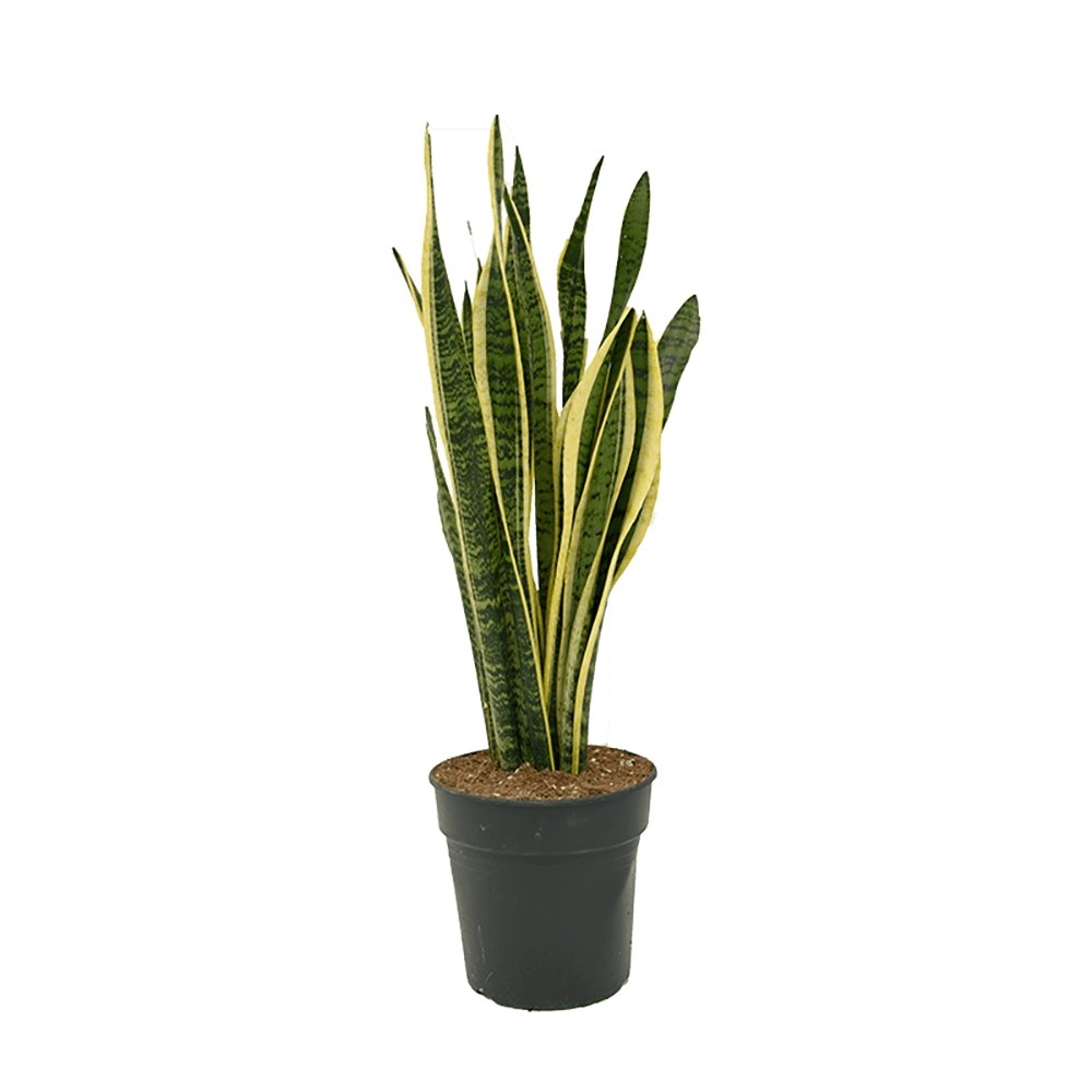 Sansevieria (Limba Soacrei) Laurentii - 100 cm