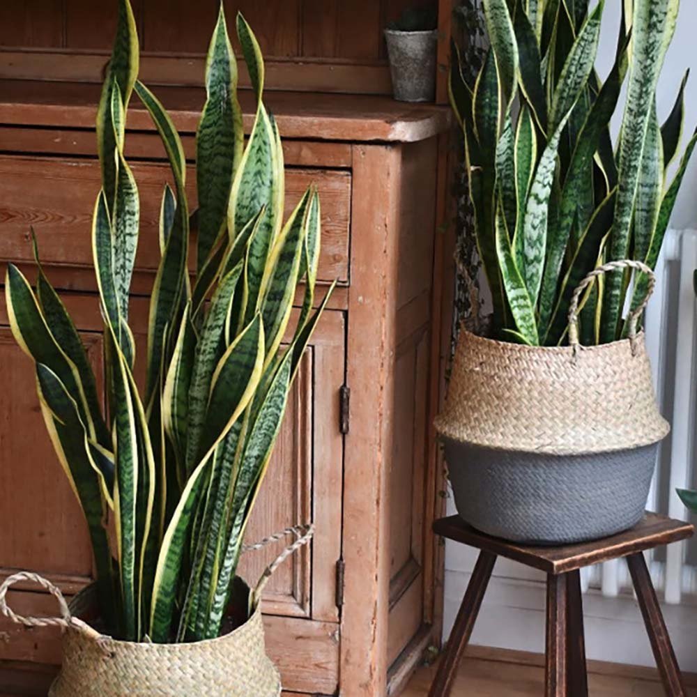 Sansevieria (Limba Soacrei) Laurentii - 100 cm