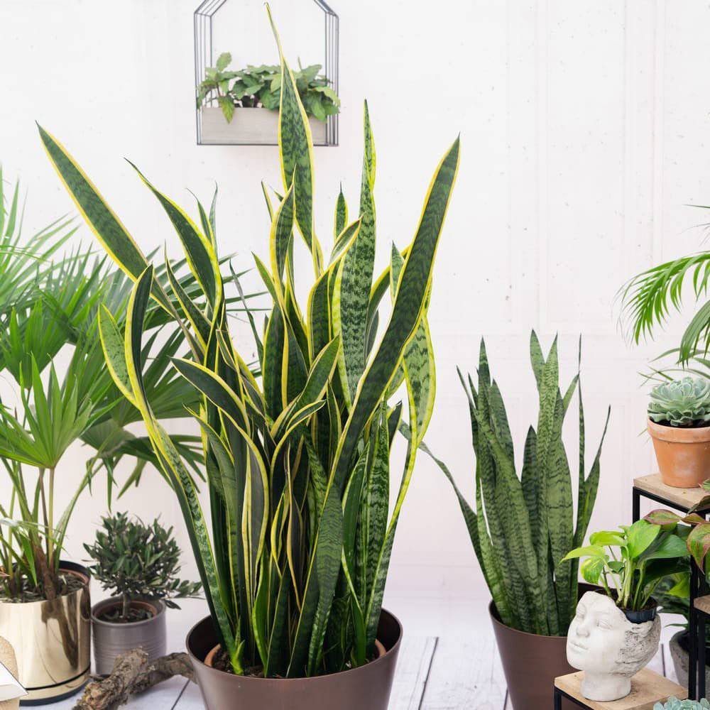 Sansevieria (Limba Soacrei) Laurentii - 100 cm