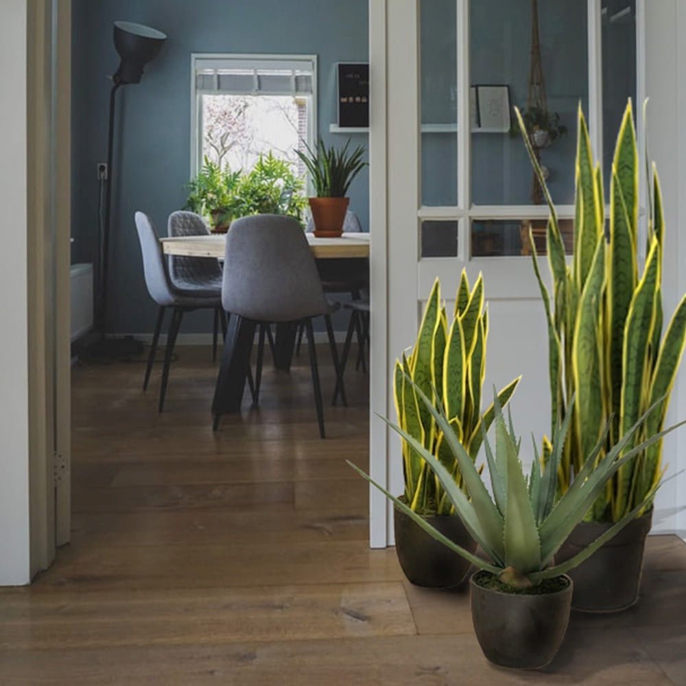 Sansevieria (Limba Soacrei) Laurentii - 120 cm