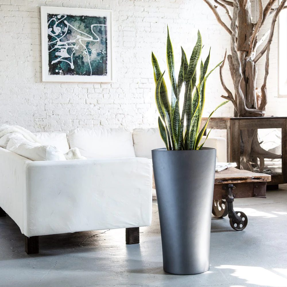 Sansevieria (Limba Soacrei) Laurentii - 120 cm