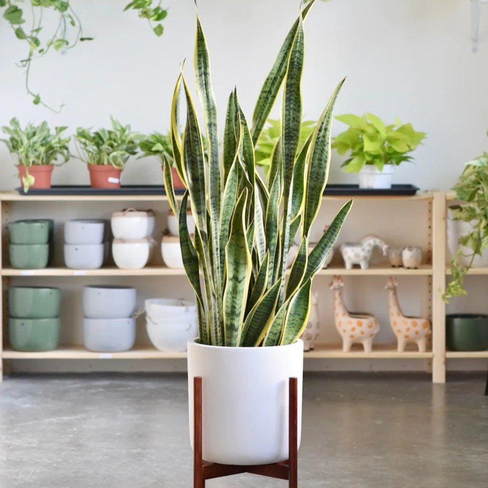 Sansevieria (Limba Soacrei) Laurentii - 120 cm