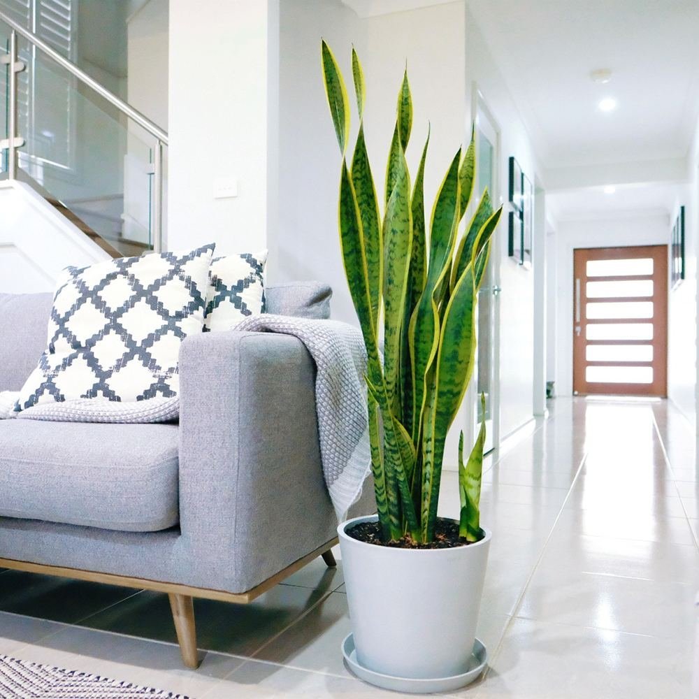 Sansevieria (Limba Soacrei) Laurentii - 120 cm