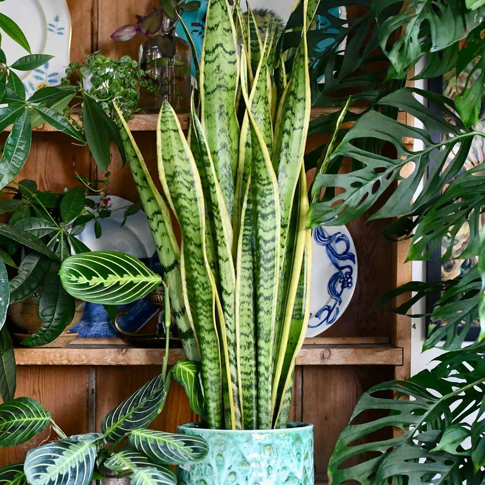 Sansevieria (Limba Soacrei) Laurentii - 120 cm