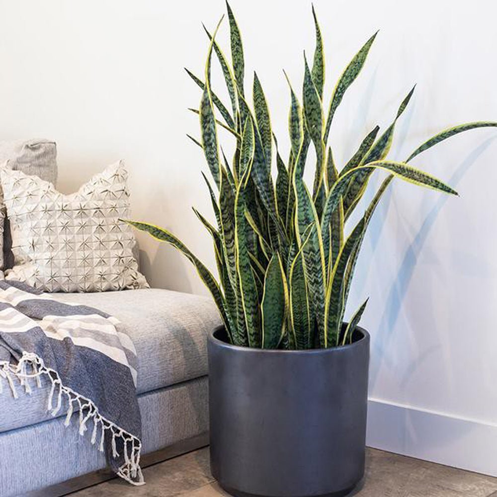 Sansevieria (Limba Soacrei) Laurentii - 120 cm