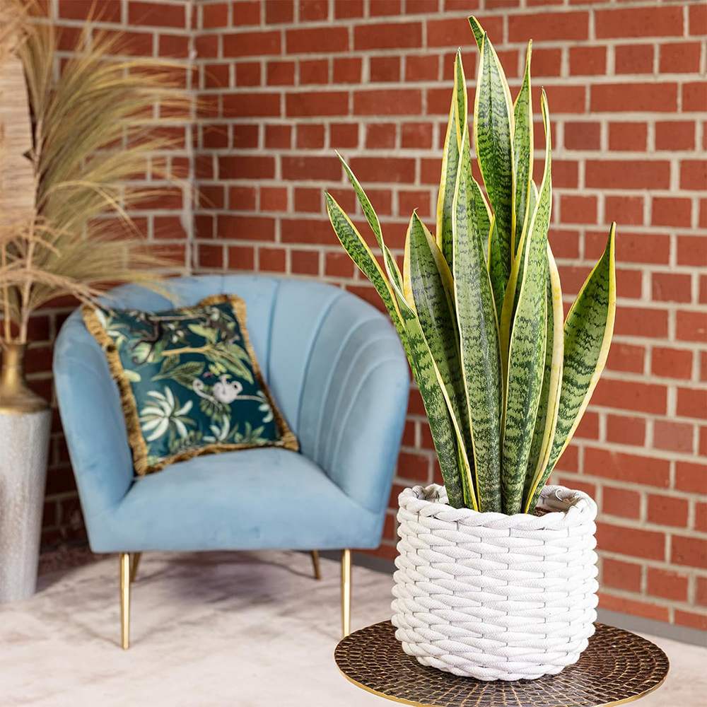 Sansevieria (Limba Soacrei) Laurentii - 120 cm