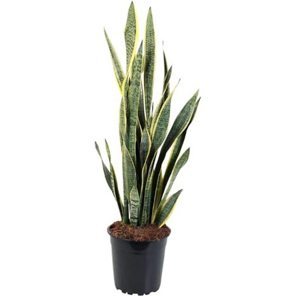 Sansevieria (Limba Soacrei) Laurentii - 120 cm