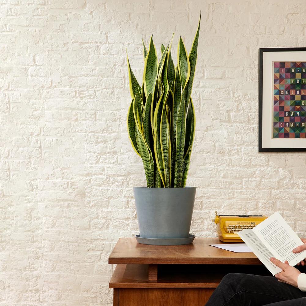 Sansevieria (Limba Soacrei) Laurentii - 120 cm