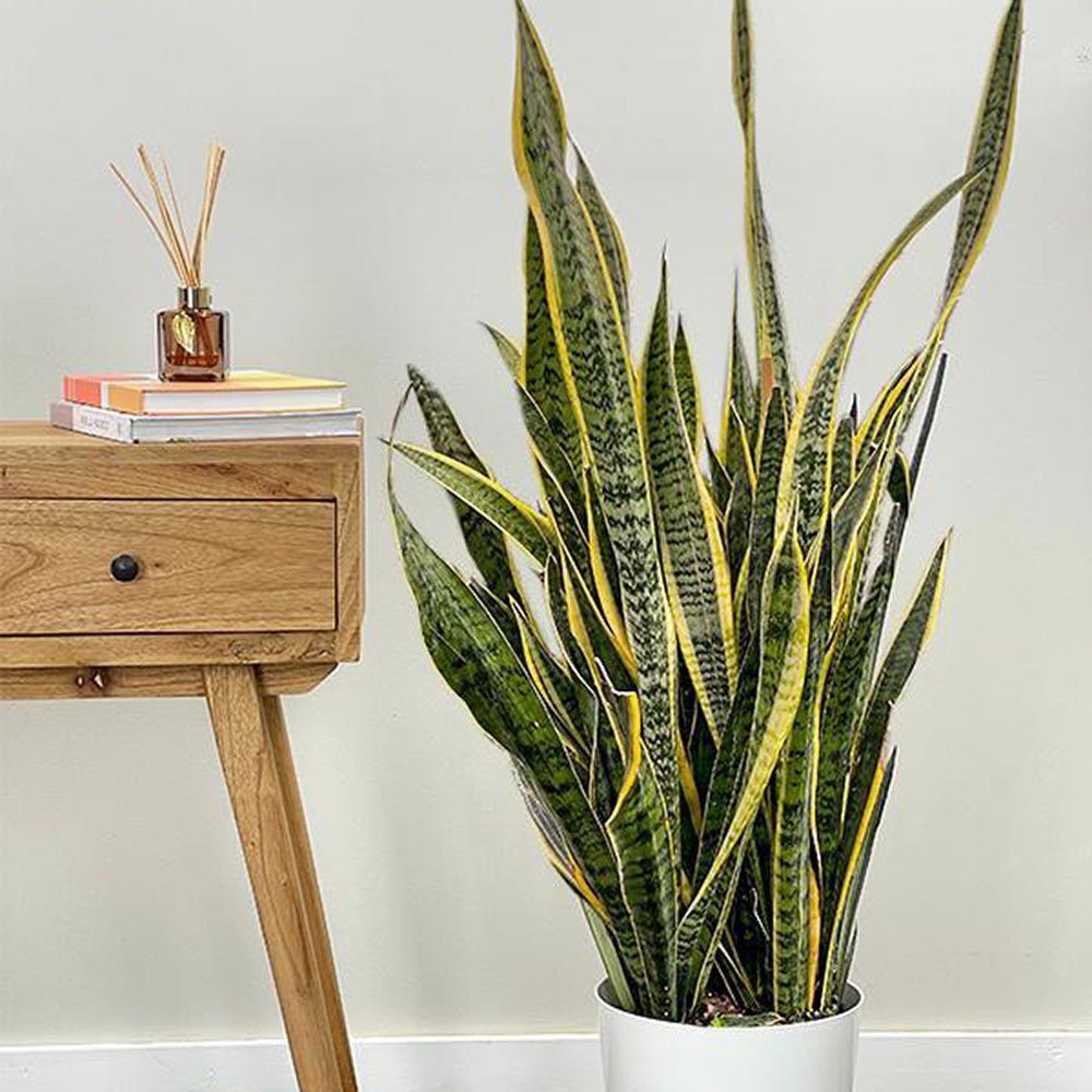 Sansevieria (Limba Soacrei) Laurentii - 120 cm