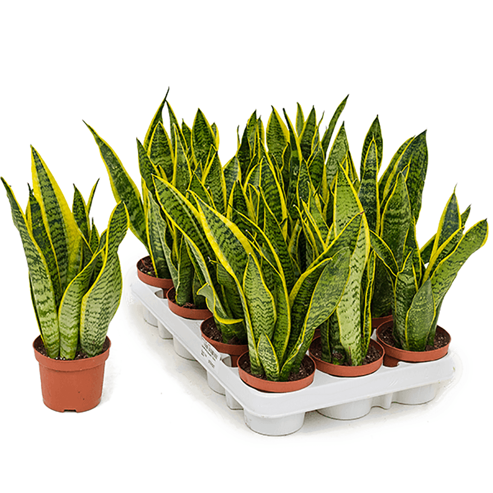 Sansevieria (Limba Soacrei) Laurentii - 30 cm