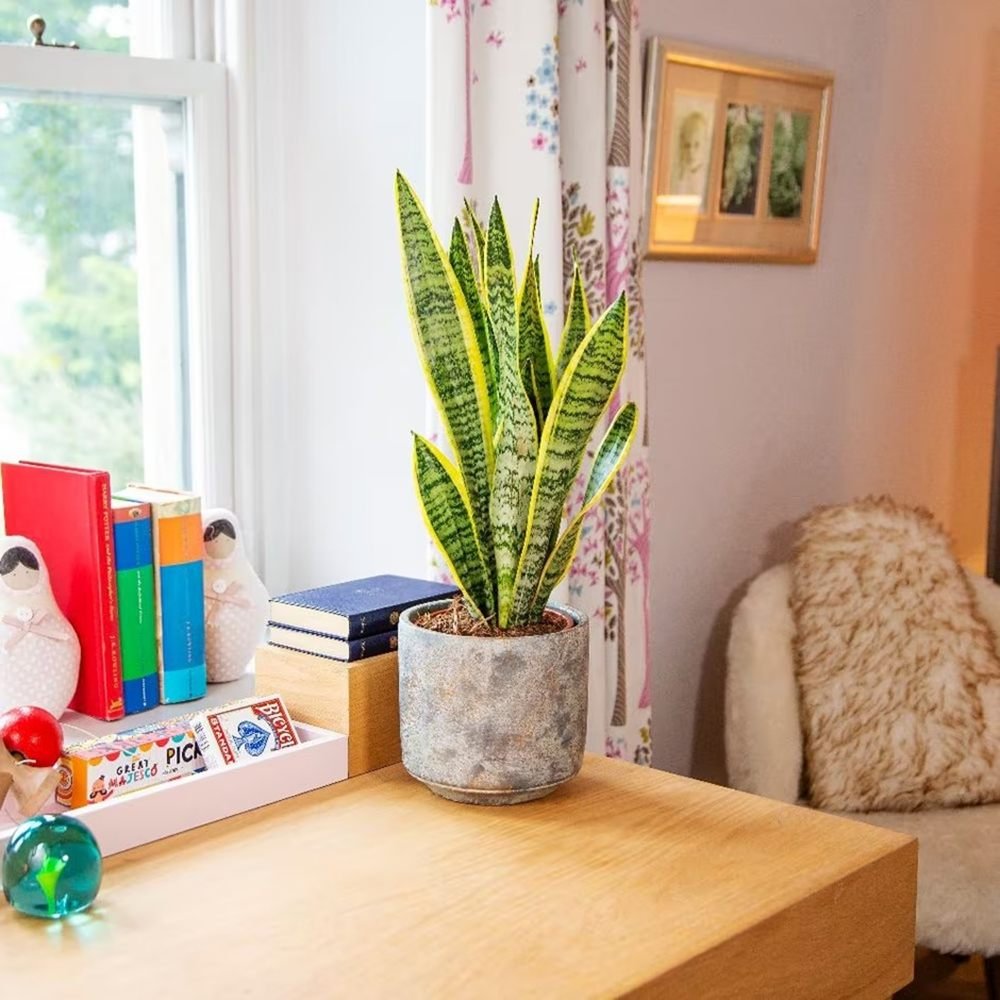 Sansevieria (Limba Soacrei) Laurentii - 30 cm