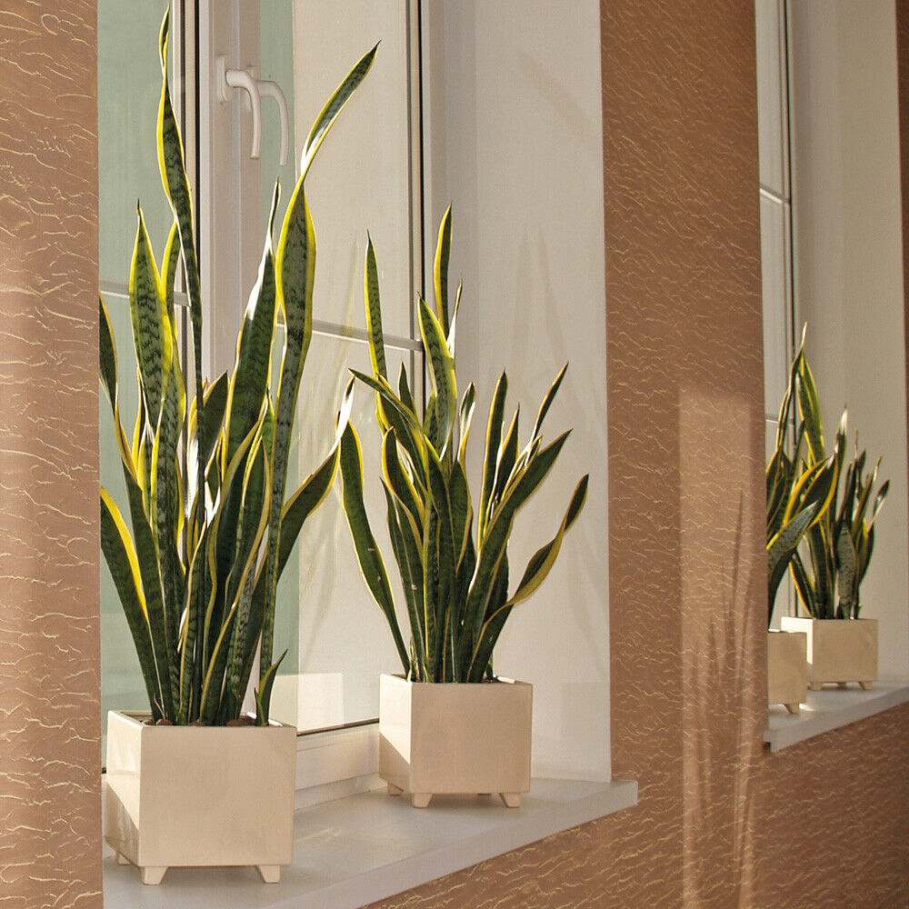 Sansevieria (Limba Soacrei) Laurentii - 30 cm