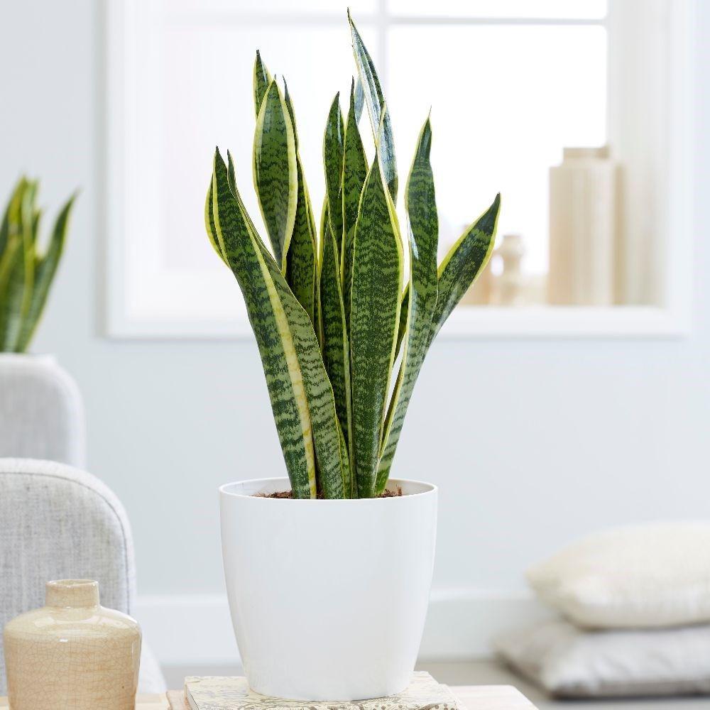 Sansevieria (Limba Soacrei) Laurentii - 30 cm