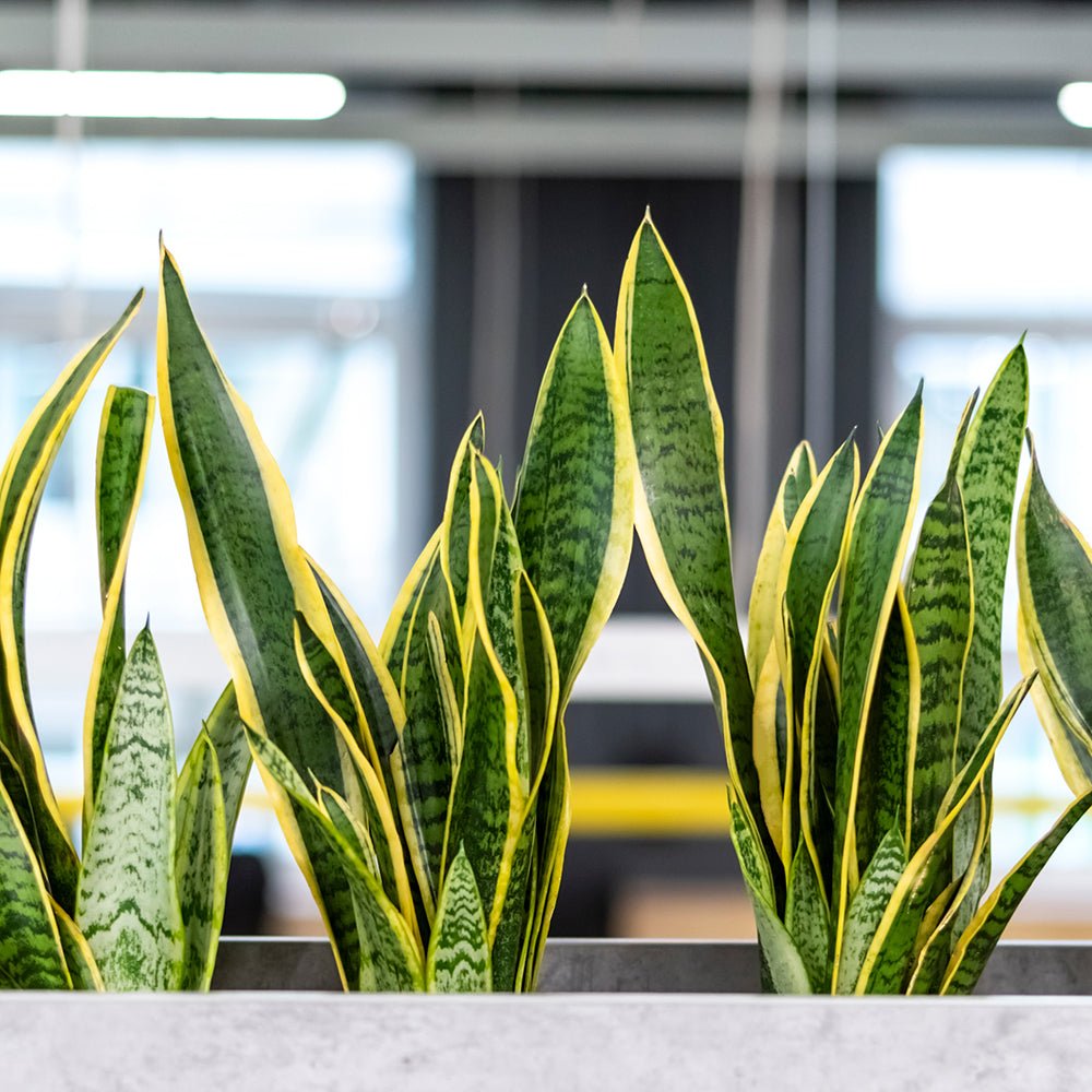 Sansevieria (Limba Soacrei) Laurentii - 40-45 cm