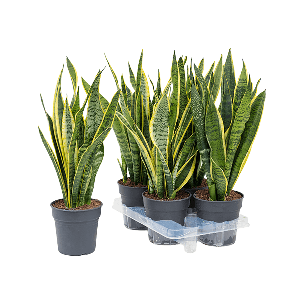 Sansevieria (Limba Soacrei) Laurentii - 40-45 cm