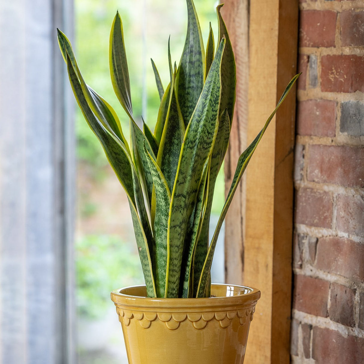 Sansevieria (Limba Soacrei) Laurentii - 40-45 cm