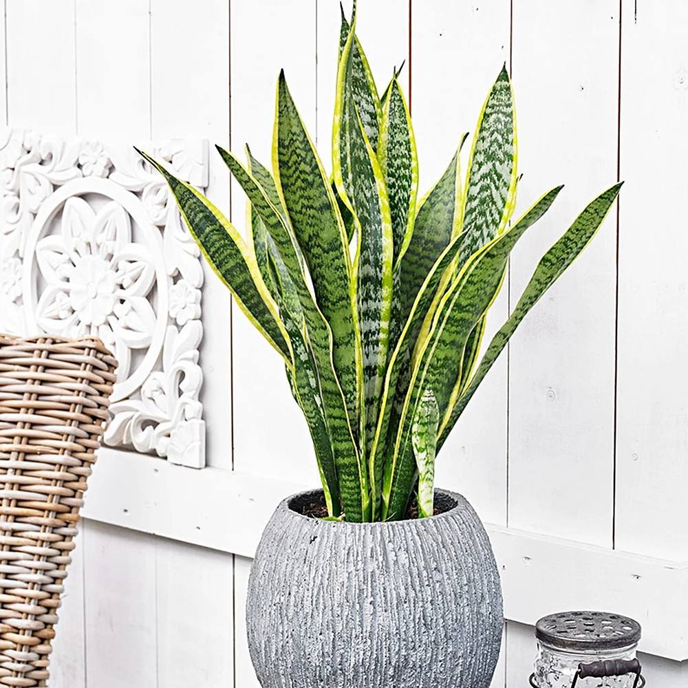 Sansevieria (Limba Soacrei) Laurentii - 40-45 cm