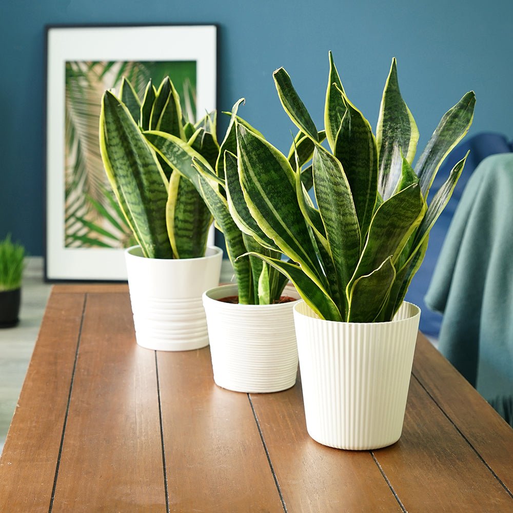 Sansevieria (Limba Soacrei) Laurentii - 90 cm