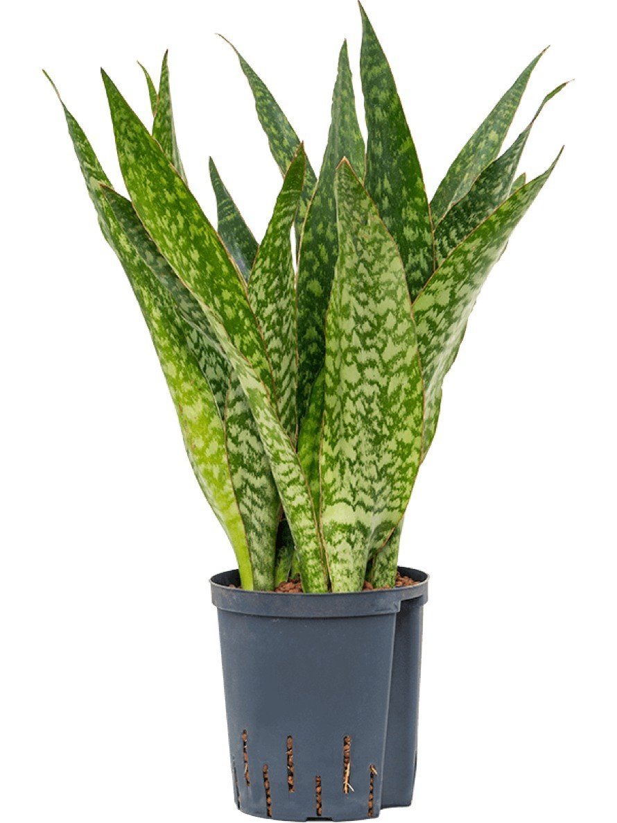 Sansevieria (Limba Soacrei) Masoniana Dragon - 70-80 cm