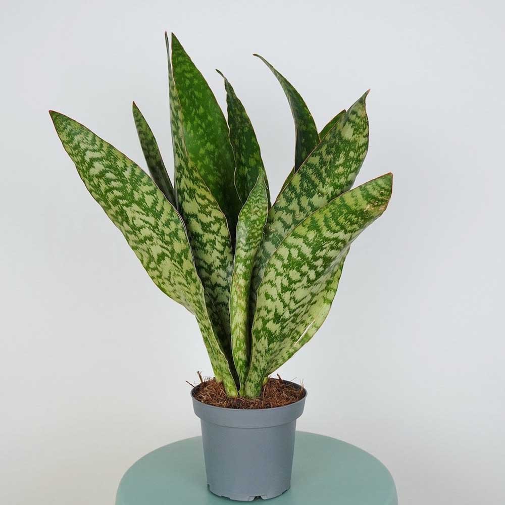 Sansevieria (Limba Soacrei) Masoniana Dragon - 70-80 cm
