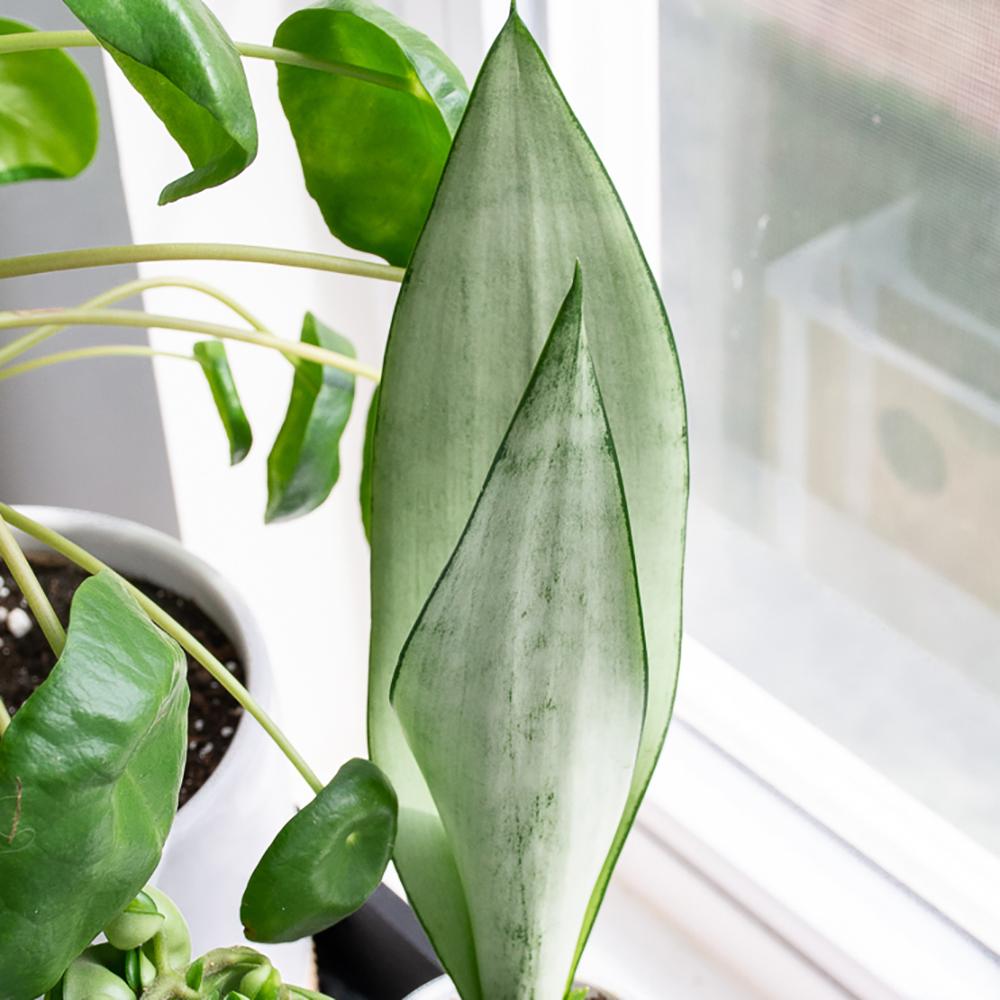 Sansevieria (Limba Soacrei) Moonshine - 35 cm