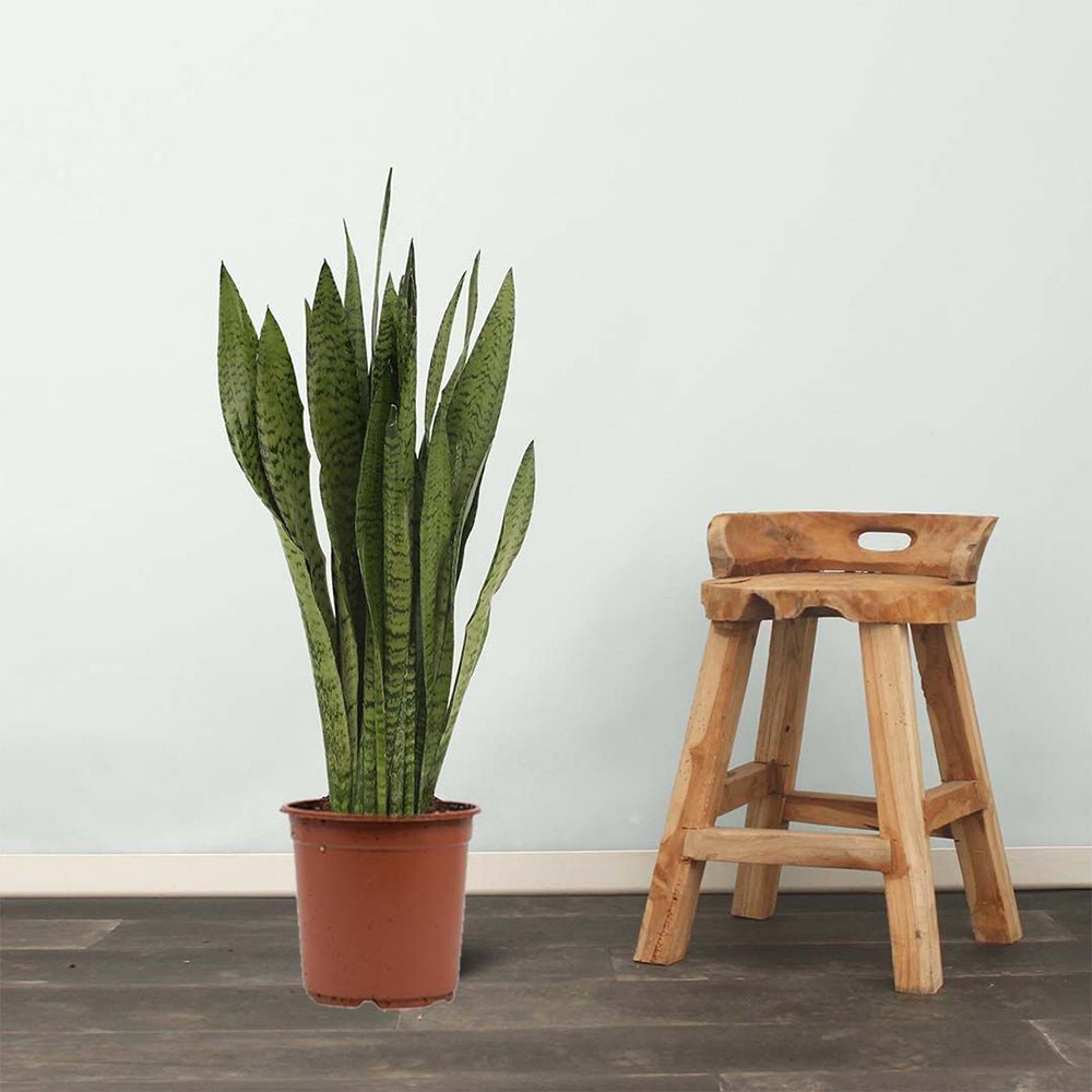 Sansevieria (Limba Soacrei) Zeylanica - 100-110 cm