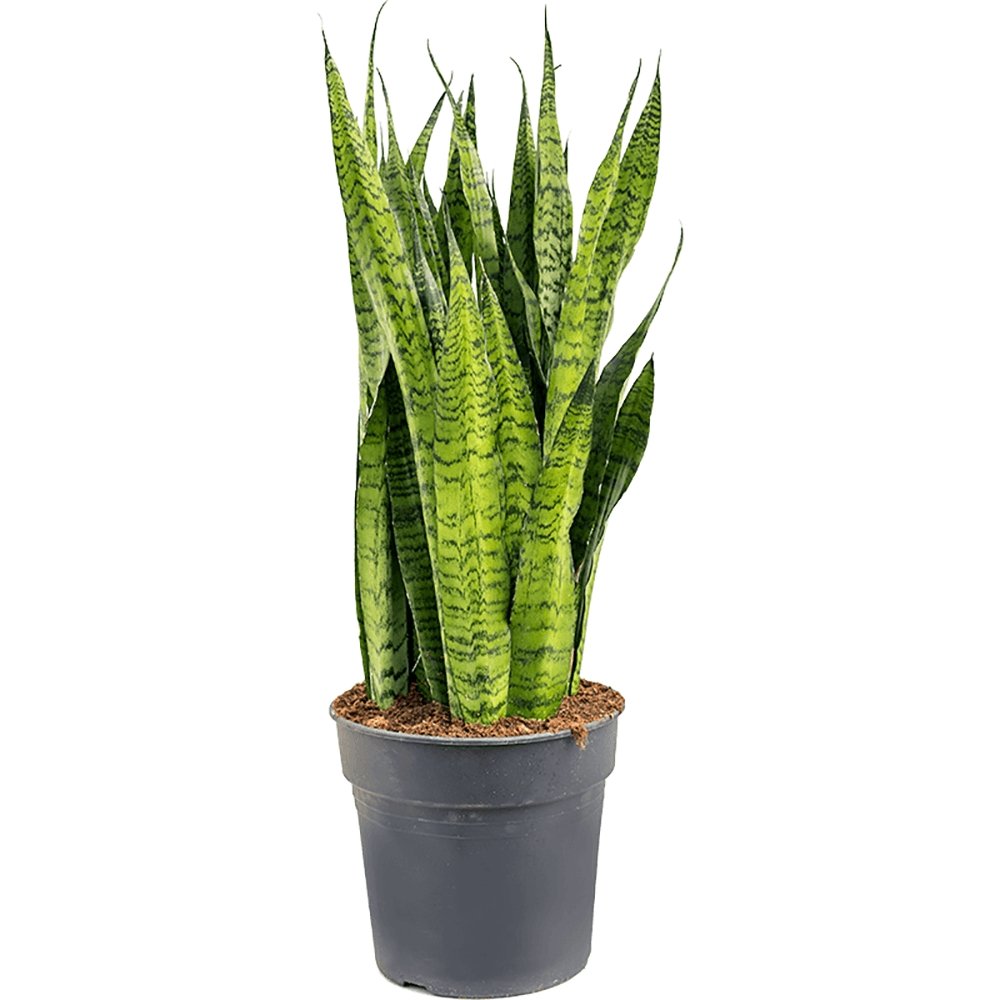 Sansevieria (Limba Soacrei) Zeylanica - 100-110 cm