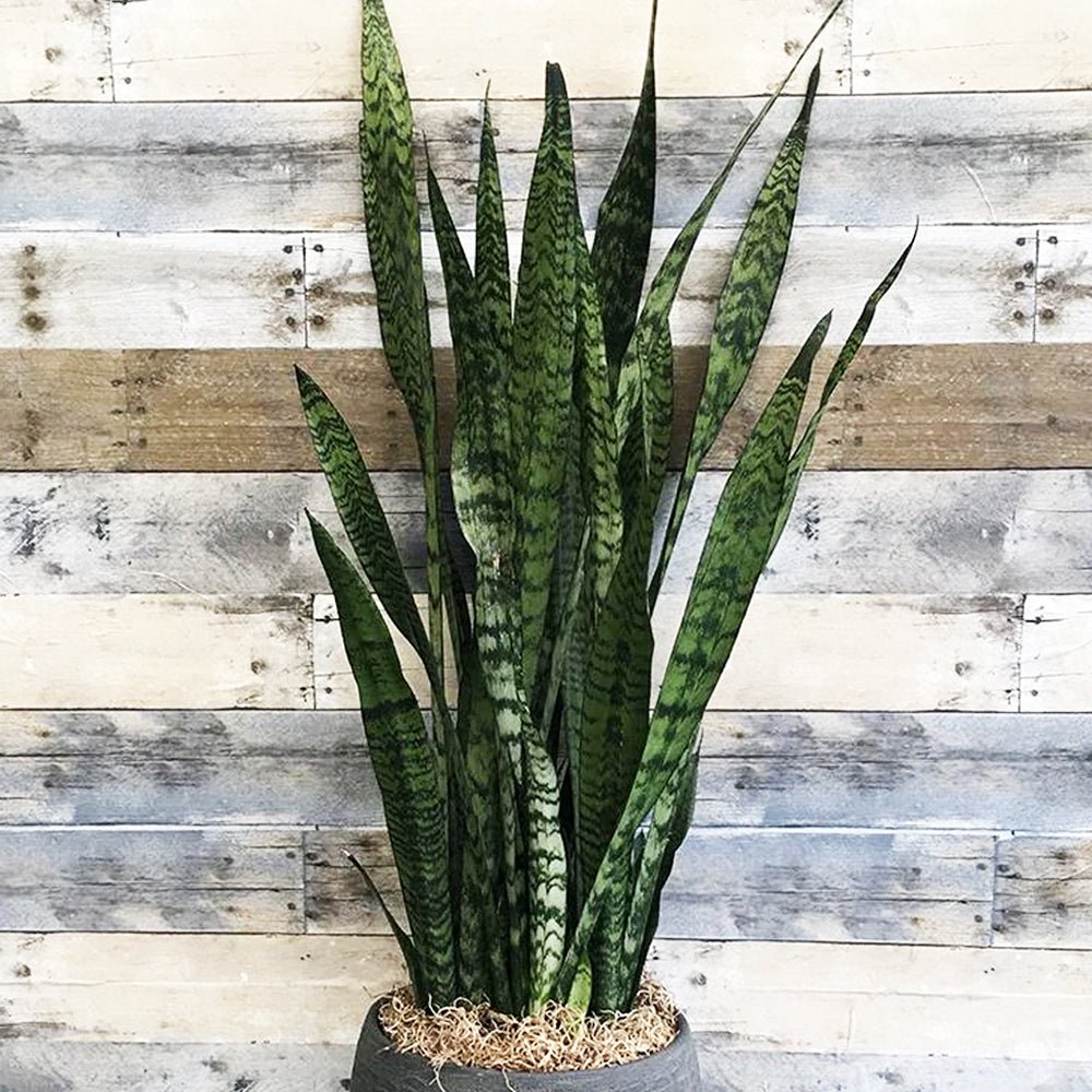 Sansevieria (Limba Soacrei) Zeylanica - 100-110 cm