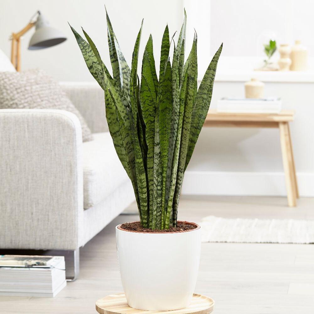 Sansevieria (Limba Soacrei) Zeylanica - 100-110 cm