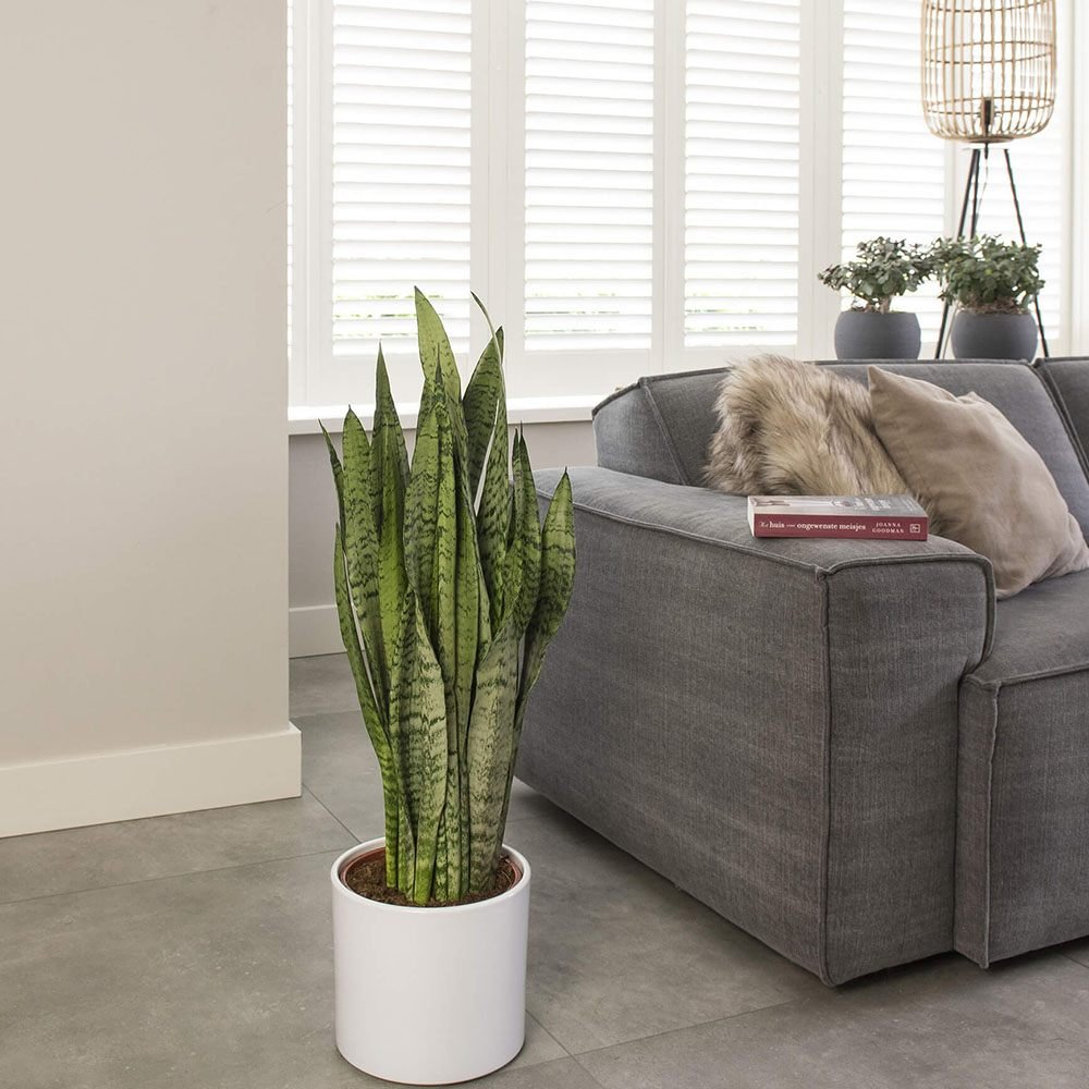 Sansevieria (Limba Soacrei) Zeylanica - 110 cm