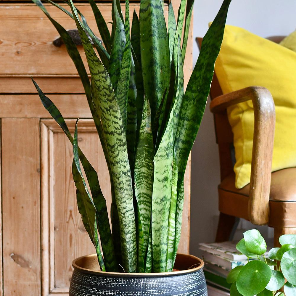 Sansevieria (Limba Soacrei) Zeylanica - 110 cm